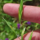 Bromus catharticus VahlBromus catharticus Vahl