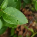 Vinca major L.Vinca major L.