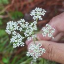 Silphiodaucus prutenicus (L.) Spalik, Wojew., Banasiak, Piwczyñski & Reduron subsp. dufourianus (Rouy & E.G.Camus) ReduronSilphiodaucus prutenicus (L.) Spalik, Wojew., Banasiak, Piwczyñski & Reduron subsp. dufourianus (Rouy & E.G.Camus) Reduron