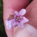 Armeria pubigera (Desf.) Boiss.Armeria pubigera (Desf.) Boiss.