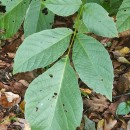 Juglans regia L.Juglans regia L.