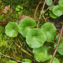 Umbilicus rupestris (Salisb.) DandyUmbilicus rupestris (Salisb.) Dandy