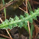 Cirsium filipendulum LangeCirsium filipendulum Lange