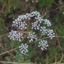 Conopodium majus (Gouan) Loret subsp. marizianum (Samp.) López Udias & MateoConopodium majus (Gouan) Loret subsp. marizianum (Samp.) López Udias & Mateo