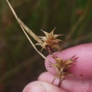 Carex durieui Steud. ex KunzeCarex durieui Steud. ex Kunze