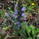 Ajuga reptans L.Ajuga reptans L.