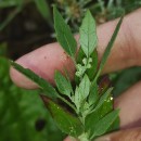 Chenopodium album L.Chenopodium album L.