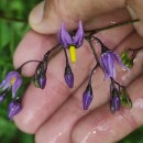 Solanum dulcamara L.Solanum dulcamara L.