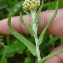 Helichrysum luteoalbum (L.) Rchb.Helichrysum luteoalbum (L.) Rchb.