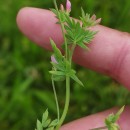Ornithopus sativus Brot.Ornithopus sativus Brot.