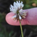 Trifolium repens L.Trifolium repens L.