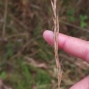 Gaudinia fragilis (L.) Beauv.Gaudinia fragilis (L.) Beauv.