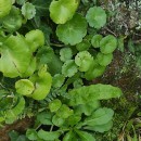 Umbilicus rupestris (Salisb.) DandyUmbilicus rupestris (Salisb.) Dandy