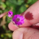 Geranium molle L.Geranium molle L.