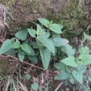 Scrophularia scorodonia L.Scrophularia scorodonia L.