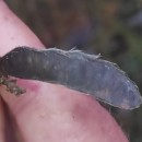 Cytisus scoparius (L.) LinkCytisus scoparius (L.) Link