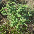 Robinia pseudoacacia L.Robinia pseudoacacia L.