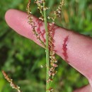 Rumex acetosa L. subsp. acetosaRumex acetosa L. subsp. acetosa