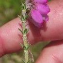 Erica tetralix L.Erica tetralix L.