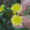 Lapsana communis L.Lapsana communis L.