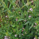 Scutellaria minor Huds.Scutellaria minor Huds.