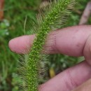 Setaria faberi Herm.Setaria faberi Herm.