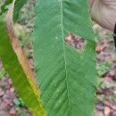 Castanea sativa Mill.Castanea sativa Mill.