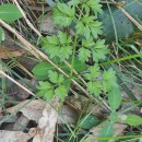 Silphiodaucus prutenicus (L.) Spalik, Wojew., Banasiak, Piwczyñski & Reduron subsp. dufourianus (Rouy & E.G.Camus) ReduronSilphiodaucus prutenicus (L.) Spalik, Wojew., Banasiak, Piwczyñski & Reduron subsp. dufourianus (Rouy & E.G.Camus) Reduron
