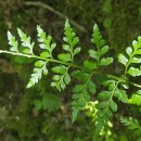 Asplenium adiantum-nigrum  L.Asplenium adiantum-nigrum  L.