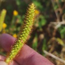 Setaria pumila (Poir.) Schult.Setaria pumila (Poir.) Schult.
