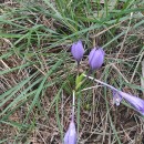 Crocus serotinus  Salisb.Crocus serotinus  Salisb.