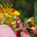 Hypericum undulatum Schousb. ex Willd.Hypericum undulatum Schousb. ex Willd.