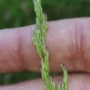 Agrostis canina L.Agrostis canina L.