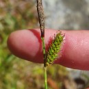 Carex binervis Sm.Carex binervis Sm.