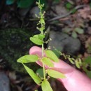 Lipandra polysperma (L.) S.Fuentes, Uotila & BorschLipandra polysperma (L.) S.Fuentes, Uotila & Borsch