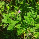 Erodium moschatum (L.) L’Her.Erodium moschatum (L.) L’Her.