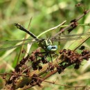 Gomphus simillimus Selys, 1840Gomphus simillimus Selys, 1840