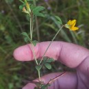 Lotus pedunculatus Cav.Lotus pedunculatus Cav.