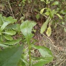 Leucanthemum ircutianum (Turcz.) DC.Leucanthemum ircutianum (Turcz.) DC.