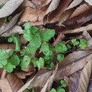 Mentha suaveolens Ehrh.Mentha suaveolens Ehrh.