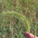 Setaria faberi Herm.Setaria faberi Herm.