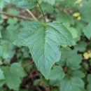 Viburnum opulus L.Viburnum opulus L.
