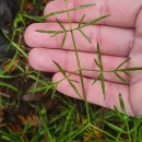 Peucedanum lancifolium LangePeucedanum lancifolium Lange