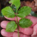 Sambucus nigra L.Sambucus nigra L.