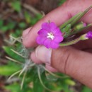 Epilobium hirsutum L.Epilobium hirsutum L.