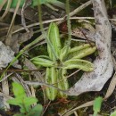 Pinguicula lusitanica L.Pinguicula lusitanica L.