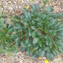 Tuberaria globulariifolia (Lam.) Willk.Tuberaria globulariifolia (Lam.) Willk.