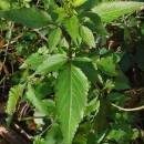 Bidens pilosa L.Bidens pilosa L.