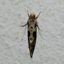 Identifícalas