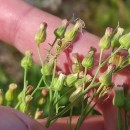 Erigeron sumatrensis Retz.Erigeron sumatrensis Retz.